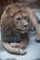 Fototapeta na wymiar Majestatyczny lew