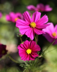 cosmos géant © papinou