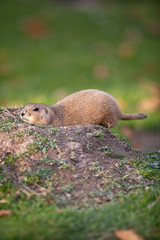 black tailed prairie dog