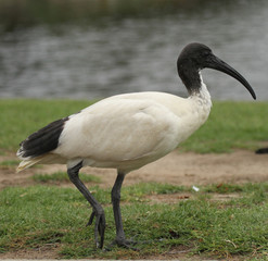 ibis blanc