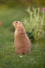 black tailed prairie dog