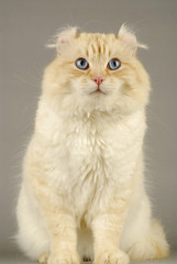 Chat / Race : American Curl Longhair / Robe : Red Tabby Point