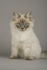 Chat / Race : Sibérien / Robe : Neva Masquerade Bleu Tabby