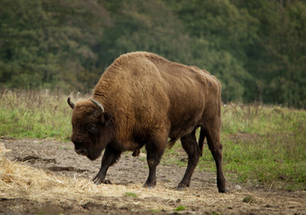 wisent