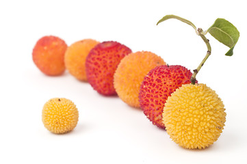 Frutos del madroño en fila