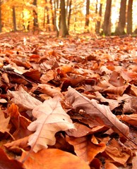Forest in autumn