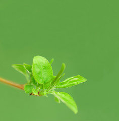 Obraz premium Green young leafs