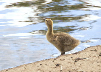 Gosling