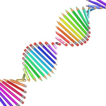 Colorful Pencils In The Dna Chain