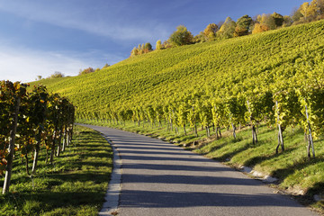 Weinberg Kappelberg