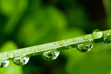 Wassertropfen auf Grashalm