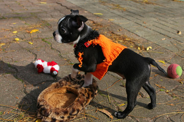 Boston Terrier Puppy