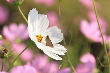 コスモスと蝶　Cosmos and Butterfly