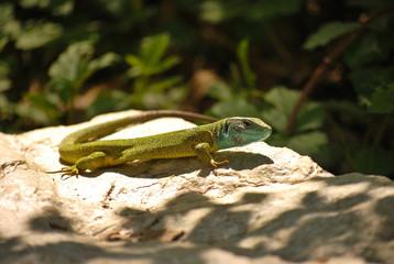 Green Lizard