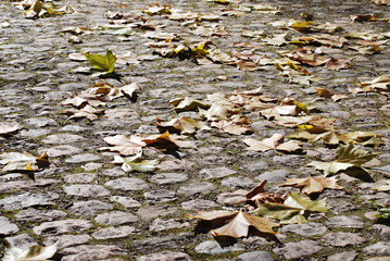 Herbstlaub