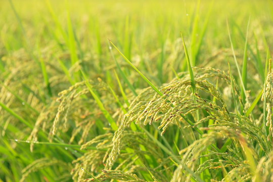 稲穂　Ears of rice