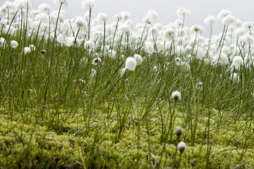 Parterre de Linaigrette des Alpes