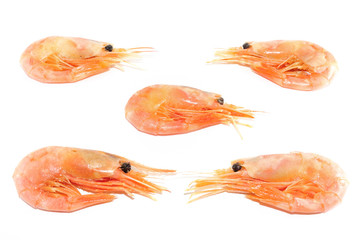 Prawns