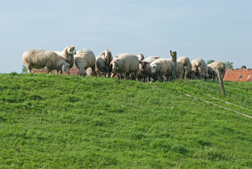 Schafe auf Deich