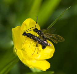 Ździeblarzowate Cephidae