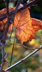 Weinblatt im Herbst