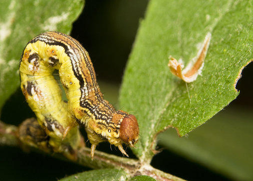 Zimowek ogłotniak Erannis defoliaria