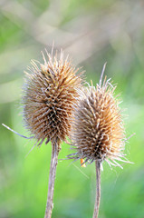 Withered thistles