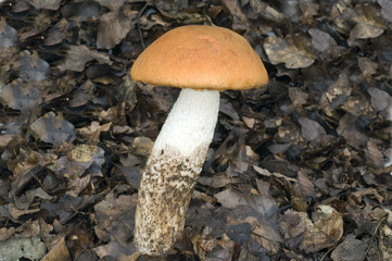 Birkenrotkappe; Heidenrotkappe