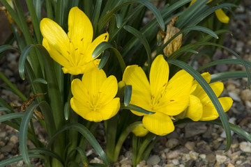 Obraz premium Gelbe Sternbergie; Sternbergia lutea