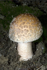 Perlpilz, Roetender Wulstling, Amanita rubescens