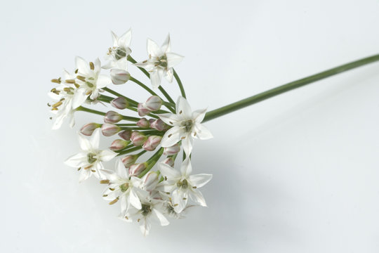 Schnittknoblauch; Allium tuberosum
