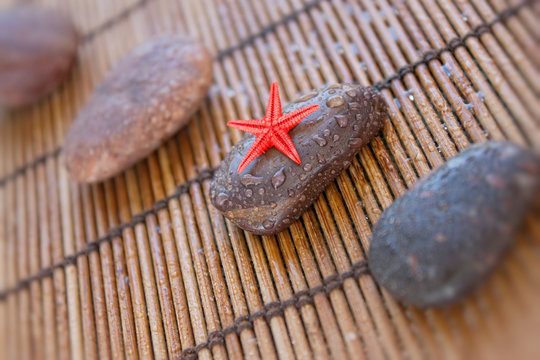 Starfish on the wet stone