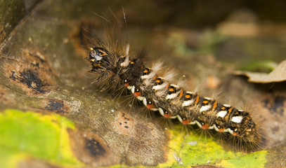 Wieczernica szczawiówka Acronicta rumicis © Gucio_55