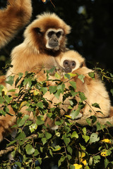 Mother gibbon with baby in a tree