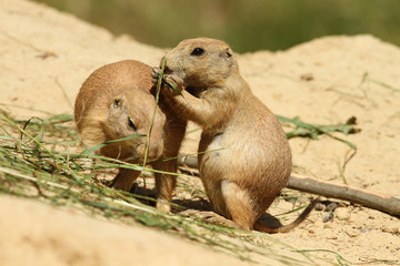 Prairie dogs eating