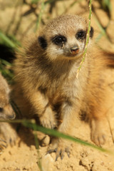 Fototapeta premium Baby meerkat