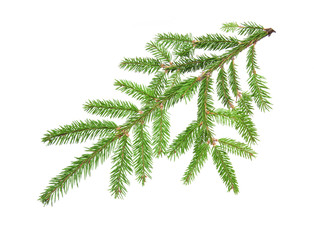 fir