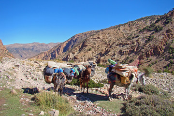 Mules dans le Haut Atlas (Maroc)