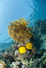 Fototapeta na wymiar Couple of Masked butterflyfish on a tropical coral reef.