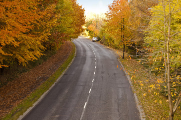 Road in autumn