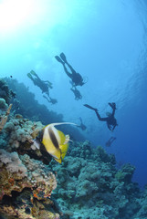 Naklejka na ściany i meble Two Red Sea bannerfish with scuba divers silhouettes.