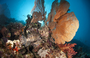 Pristine Giant sea fan with tropical Common Lionfish.