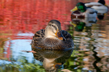 Stockente im Herbstsee