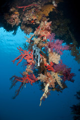 Naklejka na ściany i meble Vibrant and colourful underwater tropical coral reef scene.