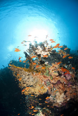 Vibrant and colourful underwater tropical coral reef scene.