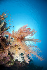Fototapeta na wymiar Vibrant and colourful underwater tropical soft coral reef scene.