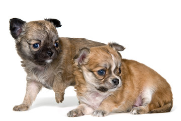 Two puppies of the chihuahua