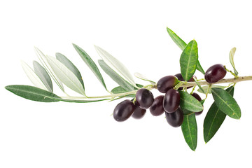 Ramo di olive