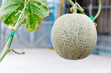 Ripe melon