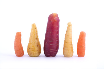 A line of organic carrots  of different sizes.